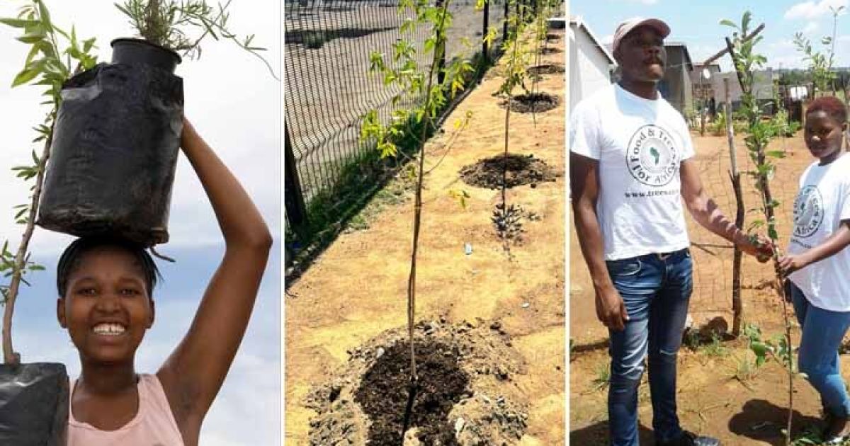 Contribution For Tree Tree Donation in Western Cape