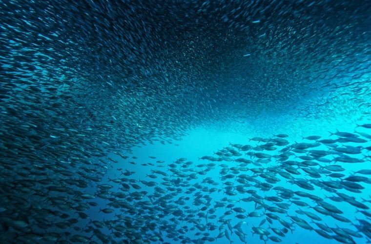 Ein großes Fischschwarm schwimmt im offenen, blauen Ozean. Die Fische bewegen sich synchron in dichten Formationen, die den Eindruck eines lebendigen, sich ständig verändernden Musters erzeugen. Das Licht durchdringt das Wasser und beleuchtet die Szene in verschiedenen Blautönen.