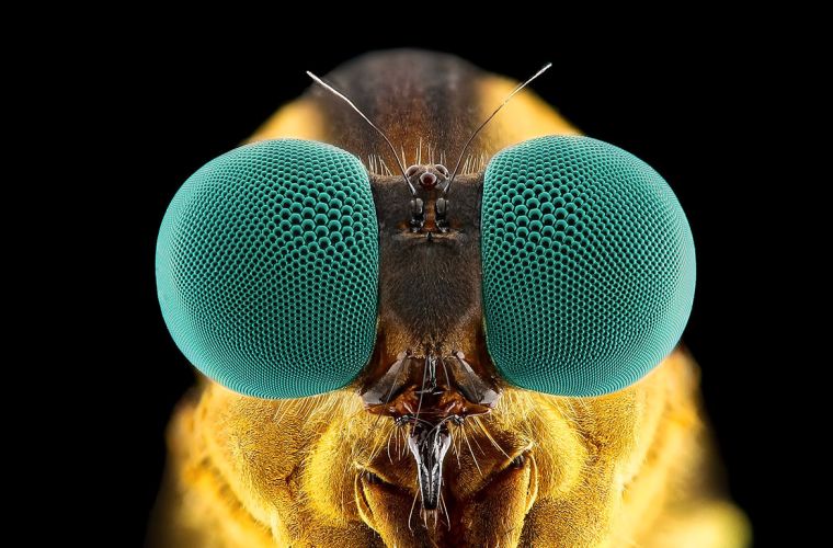 Makroaufnahme eines Insektenkopfes, vermutlich einer Fliege, vor schwarzem Hintergrund. Die Fliege hat große, auffällige, türkisfarbene Facettenaugen und feine Antennen. Die Details der Augenstruktur und die feinen Härchen auf dem Kopf sind deutlich sichtbar.